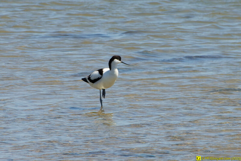 Avocette élégante