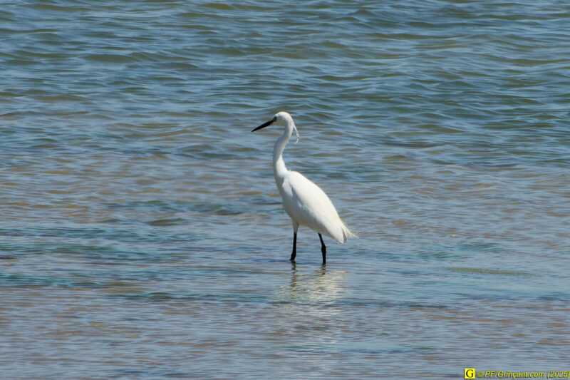Grande aigrette
