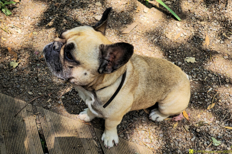 Le bouledogue français (1)