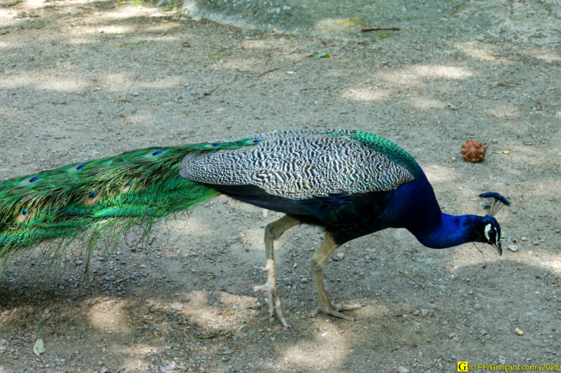 Le paon Le paon
