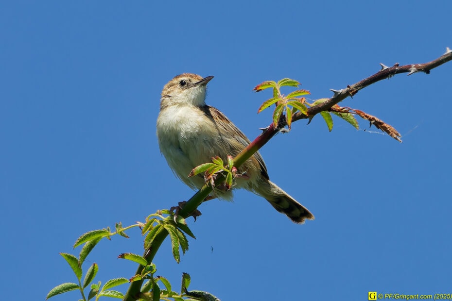 Oiseau blogueur ?