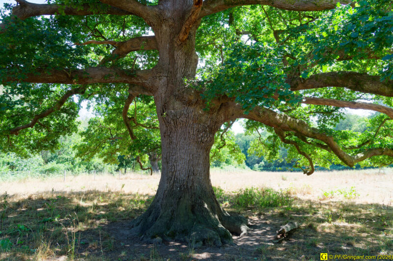 Au pied de mon arbre (1)