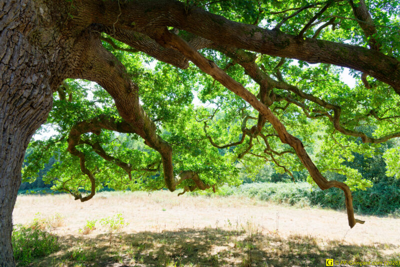 Au pied de mon arbre (2)
