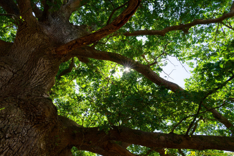 Au pied de mon arbre (3)