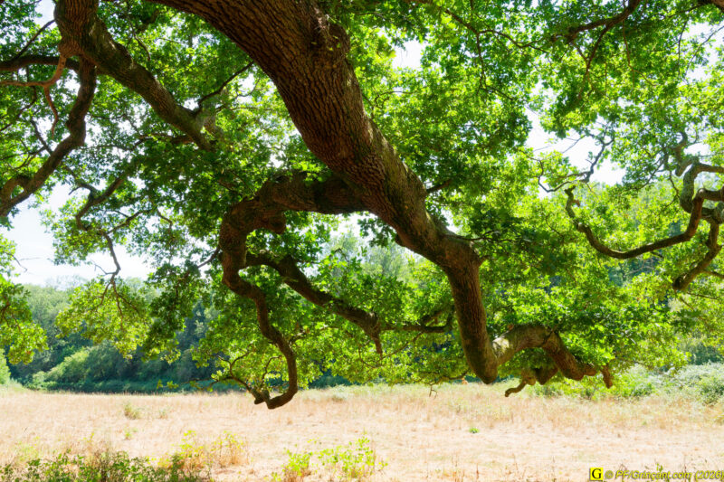 Au pied de mon arbre (4)