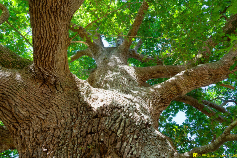 Au pied de mon arbre (5)