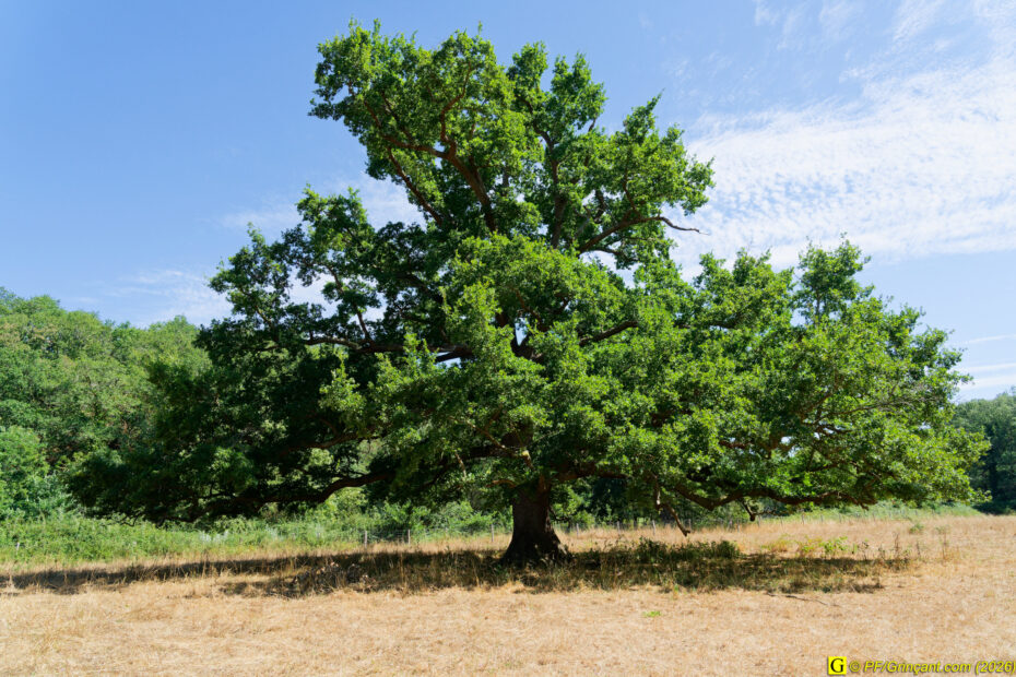 Mon Arbre !