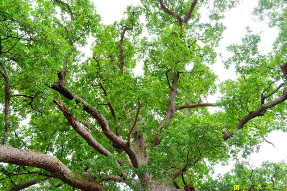 Mon Arbre et son houppier